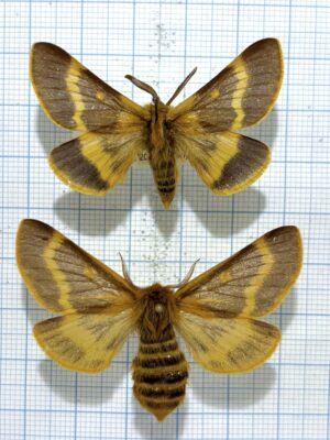 Lemonia dumi, Pair,  A1-