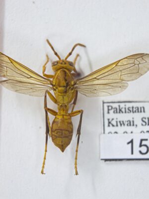 Polistes (Gyrostoma) wattii (Cameron, 1900) # 15270