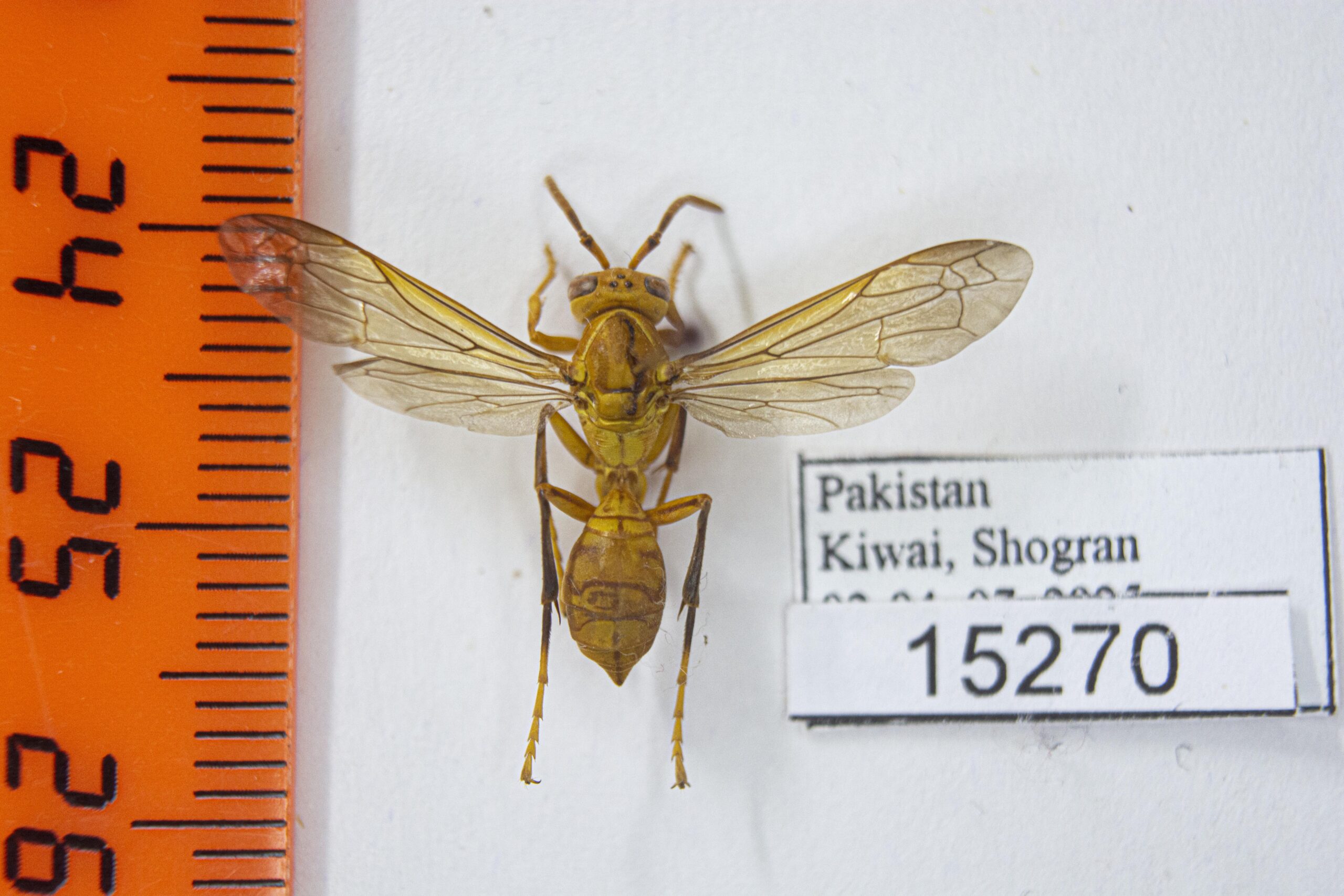 Polistes (Gyrostoma) wattii (Cameron, 1900) # 15270
