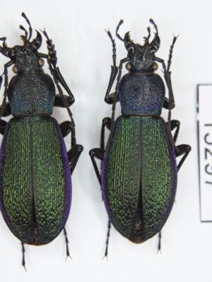 Carabus (Morphocarabus) hummeli pusongensis (Imura, 1993) # 15297