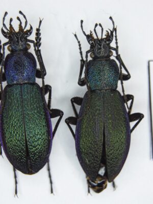 Carabus (Morphocarabus) hummeli pusongensis (Imura, 1993) # 15299