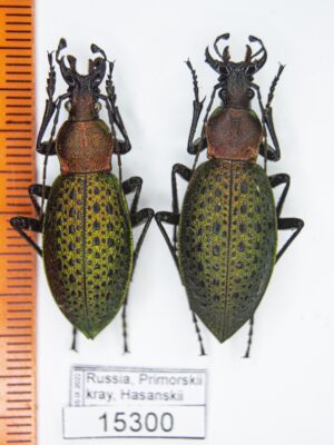 Carabus (Coptolabrus) smaragdinus losevi (Rapuzzi, 2016) # 15300