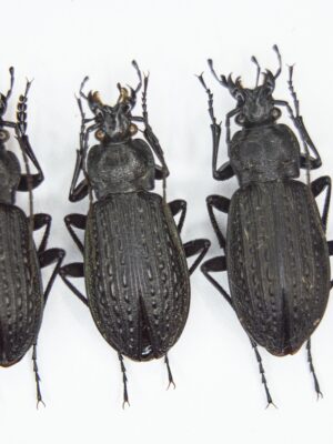 Carabus (Carabus) granulatus telluris (Bates, 1883) # 15306