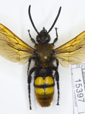 Megascolia maculata (Drury, 1773) # 15397