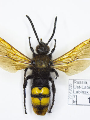 Megascolia maculata (Drury, 1773) # 15399