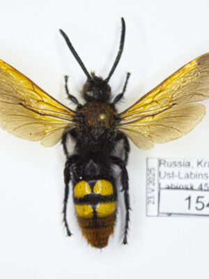 Megascolia maculata (Drury, 1773) # 15400