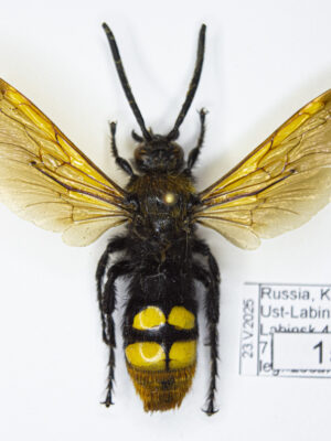 Megascolia maculata (Drury, 1773) # 15401