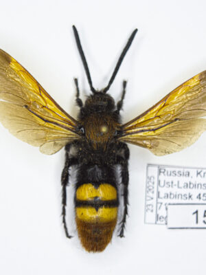 Megascolia maculata (Drury, 1773) # 15402
