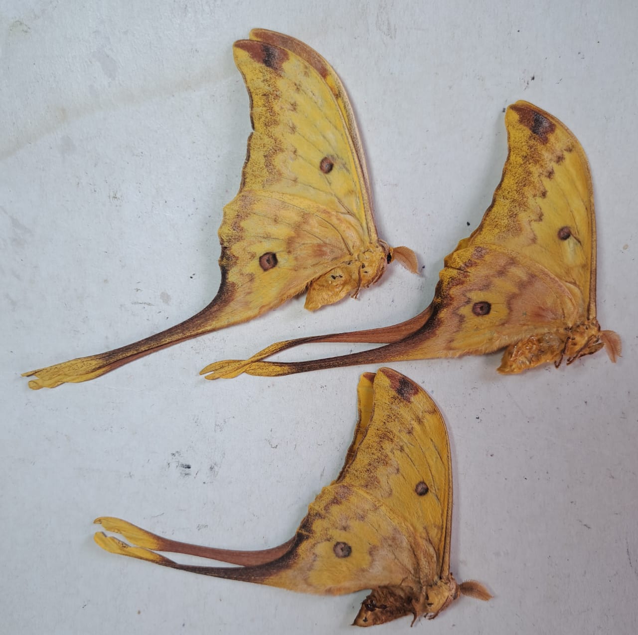 Actias groenendaeli,