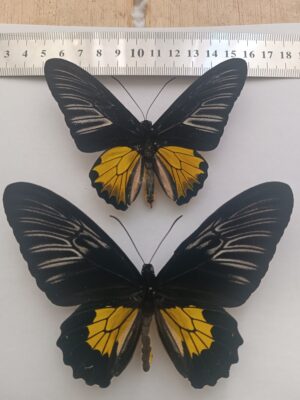 Troides rhadamantus, pair, Philippines