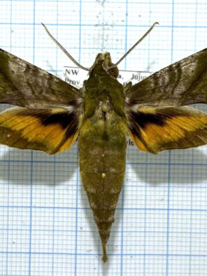 Xylophanes pluto, male, A1, Argentina