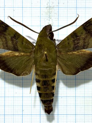Nephele comma f. derasa, male, A1-, Zimbabwe