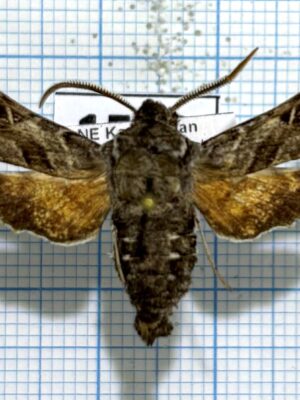 Sphingonaeopsis kuldjaensis, male, A1-, Kazakhstan