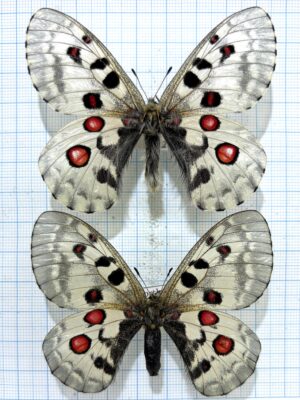 Parnassius nomion korshunovi, pair, A1
