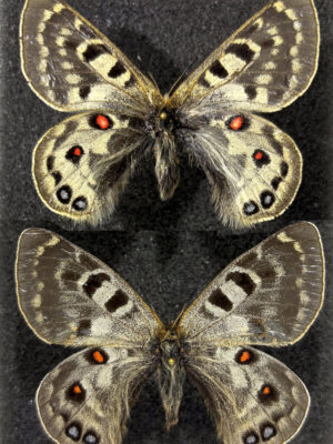 Parnassius cephalus paimaensis, pair, A2, China.
