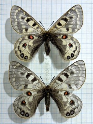 Parnassius cephalus paimaensis, pair, A2, China.
