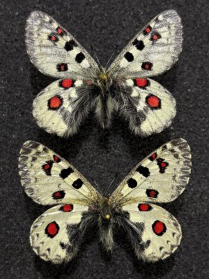 Parnassius epaphus hasegawai, pair, A1-, China.