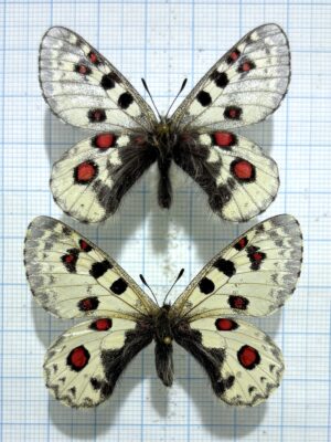 Parnassius epaphus hasegawai, pair, A1-, China.