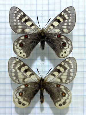 Parnassius acdestis lathonius, pair, A2, China.