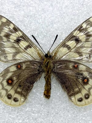 Parnassius acdestis lathonius, pair, A2, China.