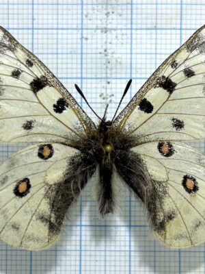 Parnassius rueckbeili, male, A2, China.