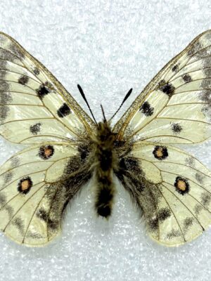Parnassius rueckbeili, male, A2, China.