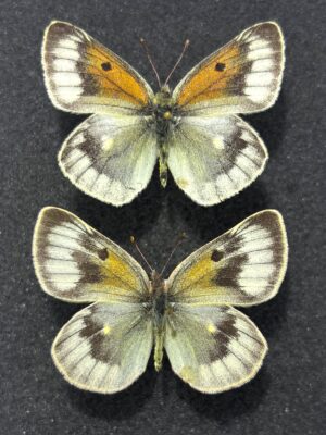 Colias christophi helialaica, A-, Pair, Kyrgyzstan Rare!