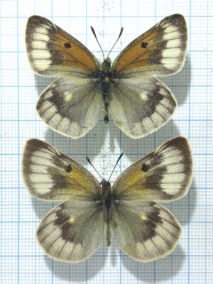 Colias christophi helialaica, A-, Pair, Kyrgyzstan Rare!
