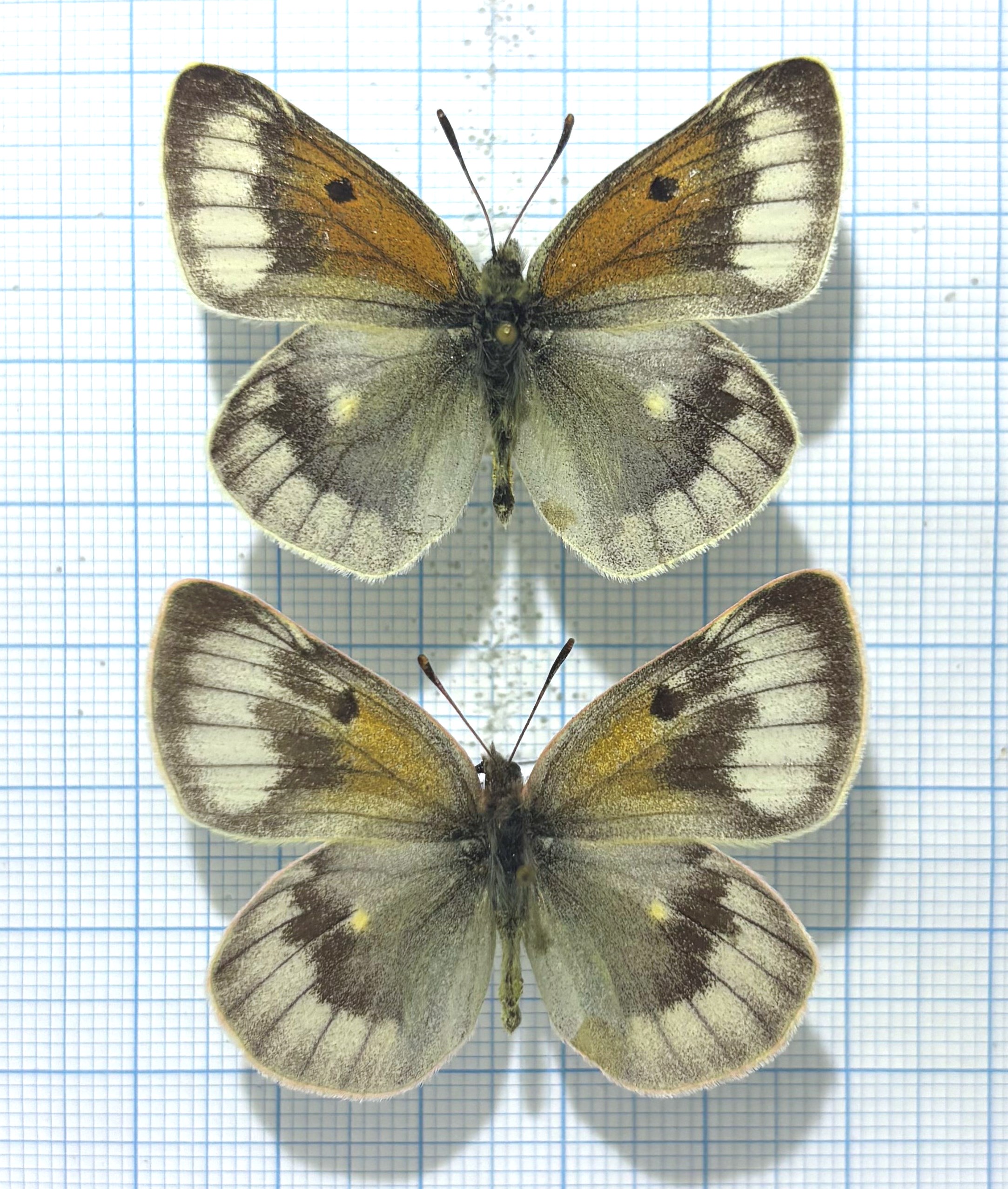 Colias christophi helialaica, A-, Pair, Kyrgyzstan Rare! — изображение 2