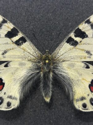 Parnassius charltonius romanovi, male, A1-, Kirghizia, RARE