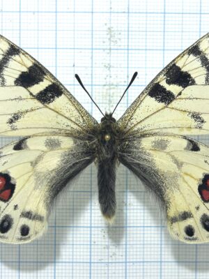 Parnassius charltonius romanovi, male, A1-, Kirghizia, RARE