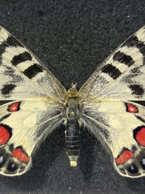 Parnassius charltonius aenigma, A1, female, Kirghizia, RARE
