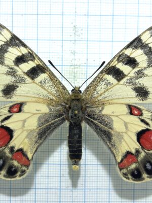 Parnassius charltonius aenigma, A1, female, Kirghizia, RARE