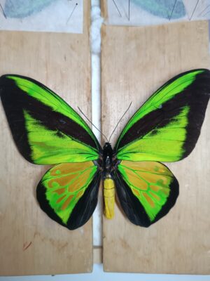 Ornithoptera goliath procus, male, Indonesia