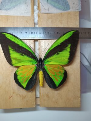 Ornithoptera goliath procus, male, Indonesia