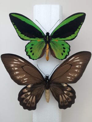 Ornithoptera Priamus priamus