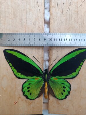 Ornithoptera Priamus priamus
