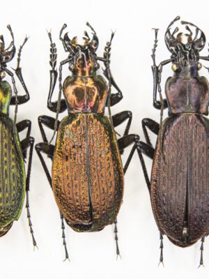 Carabus (Archiplectes) faunus faunulus (Kurnakov, 1972) # 15405