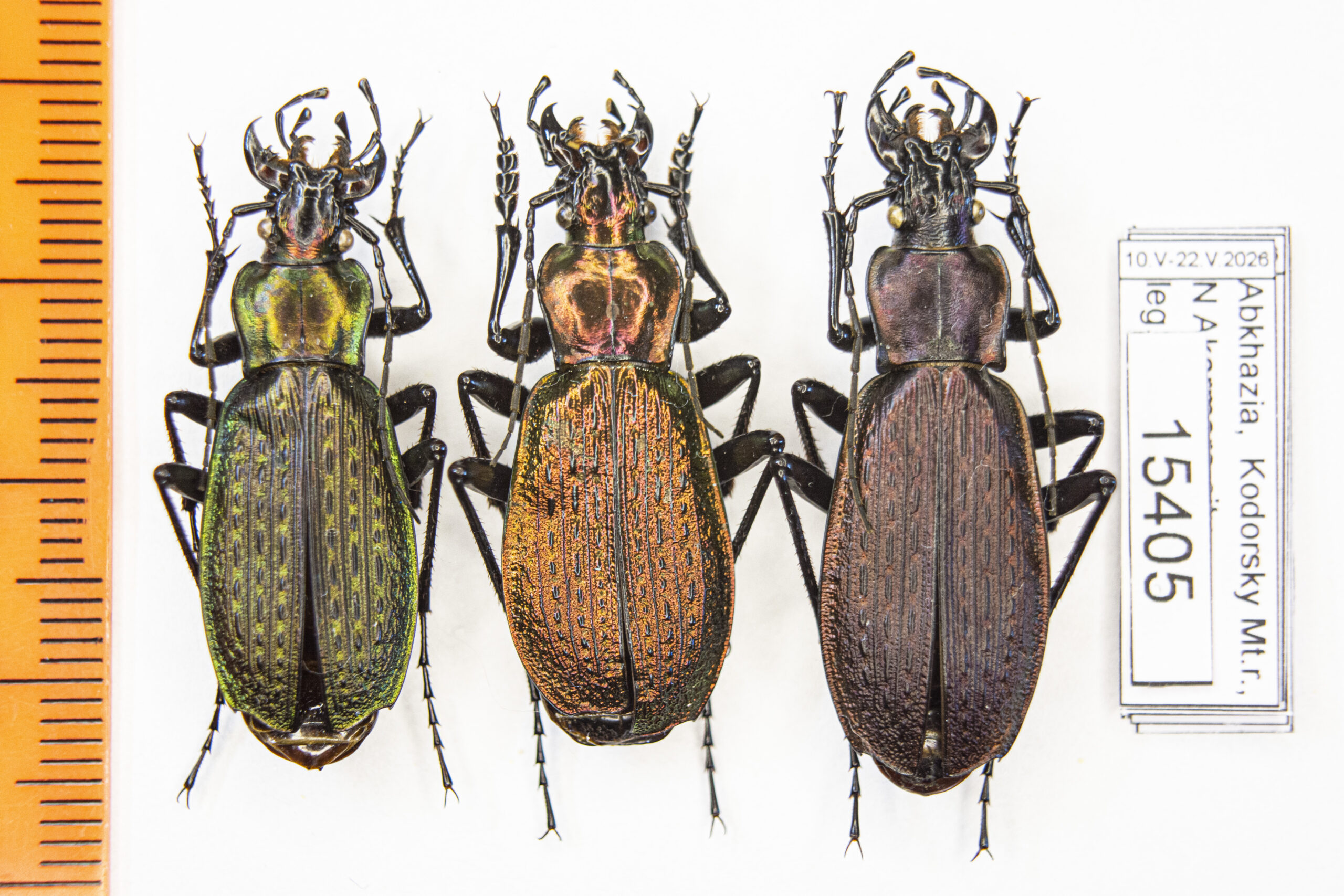 Carabus (Archiplectes) faunus faunulus (Kurnakov, 1972) # 15405