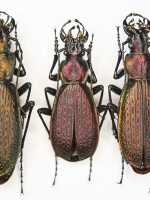 Carabus (Archiplectes) faunus faunulus (Kurnakov, 1972) # 15407