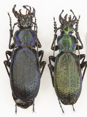 Carabus (Archiplectes) satyrus (Kurnakov, 1962) # 15411