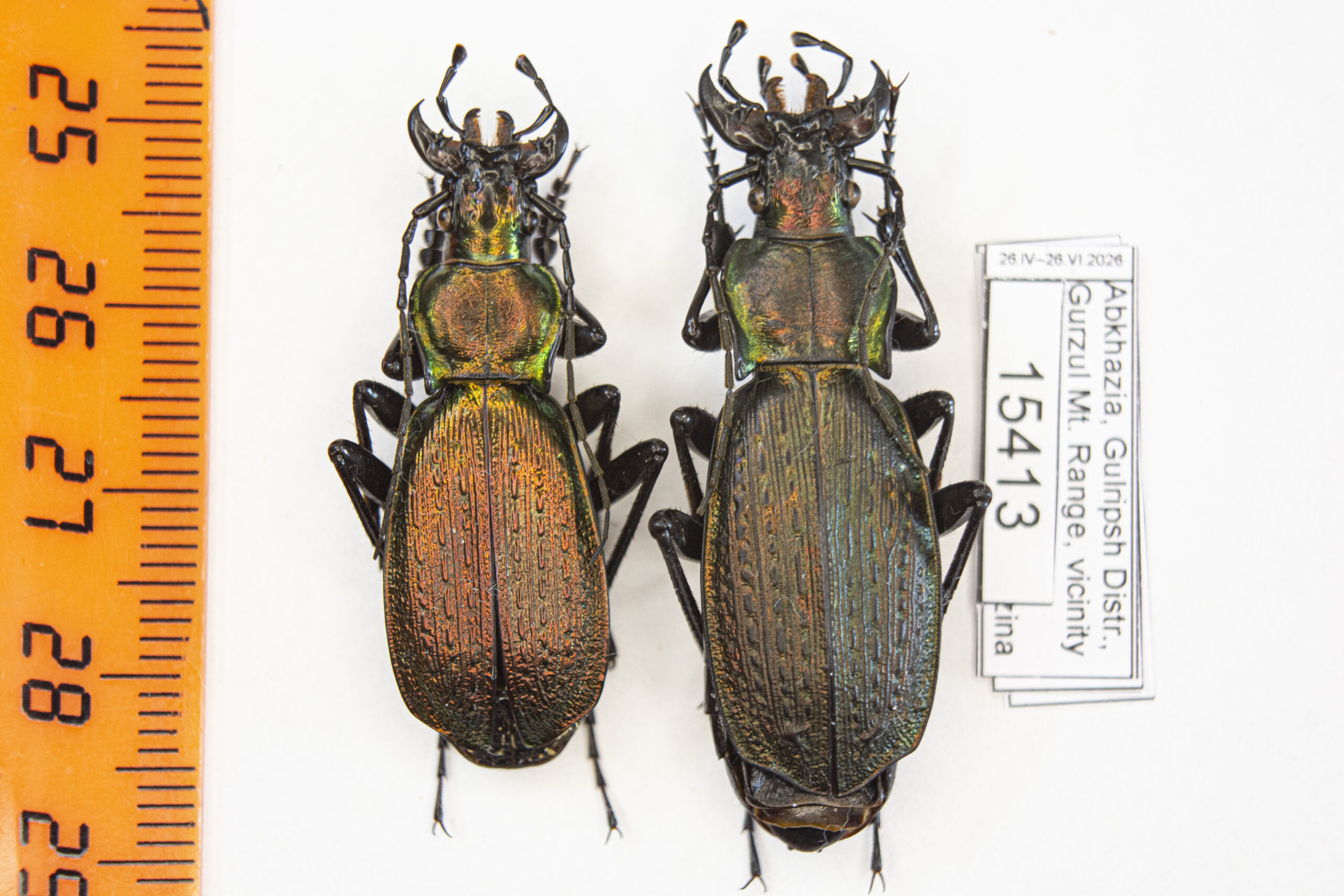 Carabus (Archiplectes) satyrus (Kurnakov, 1962) # 15413