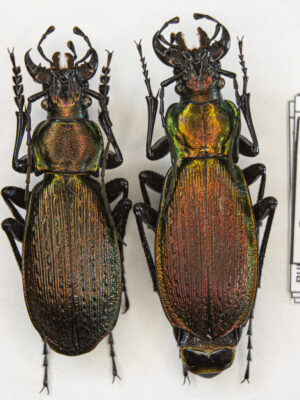 Carabus (Archiplectes) satyrus (Kurnakov, 1962) # 15416