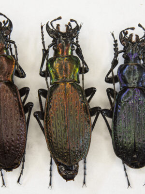 Carabus (Archiplectes) satyrus (Kurnakov, 1962) # 15418