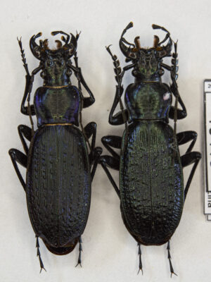 Carabus (Archiplectes) satyrus (Kurnakov, 1962) # 15419