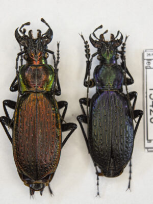 Carabus (Archiplectes) satyrus (Kurnakov, 1962) # 15420
