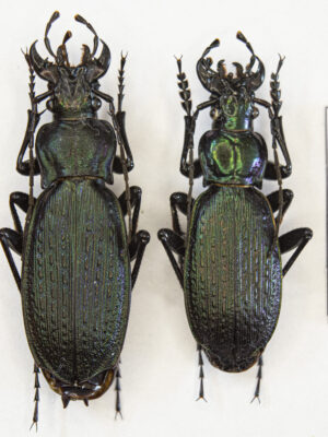 Carabus (Archiplectes) satyrus (Kurnakov, 1962) # 15421