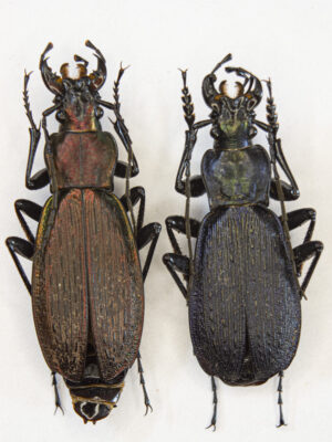 Carabus (Archiplectes) faunus aisrrensis (Belousov, 1992) # 15422