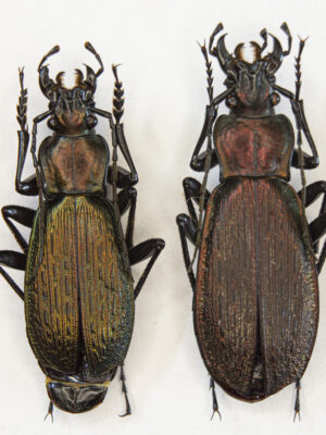 Carabus (Archiplectes) faunus aisrrensis (Belousov, 1992) # 15423