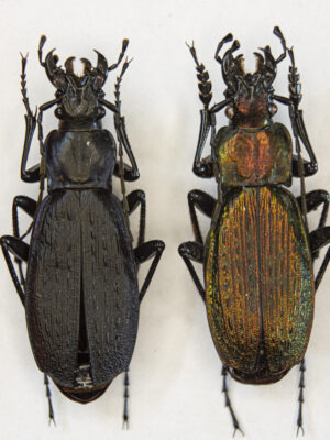 Carabus (Archiplectes) faunus aisrrensis (Belousov, 1992) # 15424